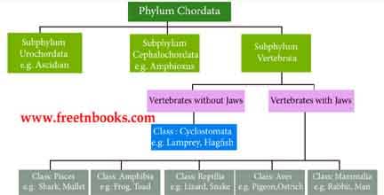 9th Science Guide Animal Kingdom Answers in English-Classification of Phylum Chordata