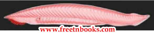 9th Science Guide Animal Kingdom Answers in English-Subphylum cephalochordata