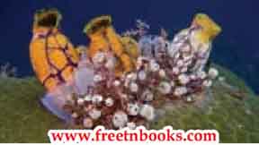 9th Science Guide Animal Kingdom Answers in English-Subphylum urochordata