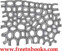 9th Science Guide Organization of Tissues Answers in English - Collenchyma