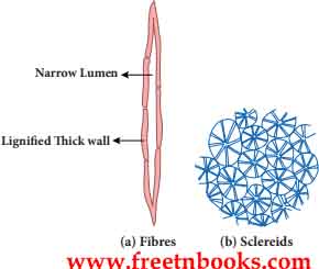 9th Science Guide Organization of Tissues Answers in English - Fibres & Sclereids
