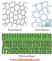 9th Science Guide Organization of Tissues Answers in English - Parenchyma & Chlorenchyma