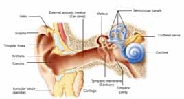human ear