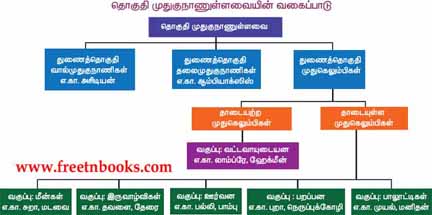 9th Science Guide Animal Kingdom Answers in Tamil Phylum Chordata