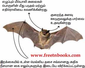 9th Science Guide Environmental Science Answers in Tamil Bats