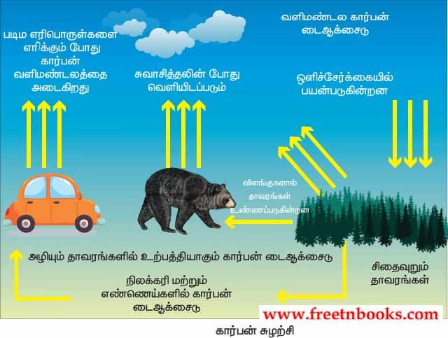 9th Science Guide Environmental Science Answers in Tamil Carbon cycle