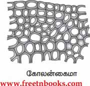 9th Science Guide Organization of Tissues Answers in Tamil Collenchyma