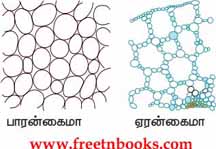 9th Science Guide Organization of Tissues Answers in Tamil Parenchyma