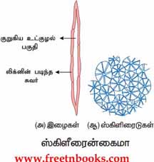 9th Science Guide Organization of Tissues Answers in Tamil Sclerenchyma