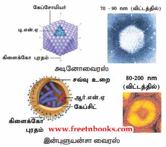 9th Science Guide World of Microbes Answers in Tamil Animal virus