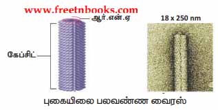 9th Science Guide World of Microbes Answers in Tamil Tobacco mosaic virus