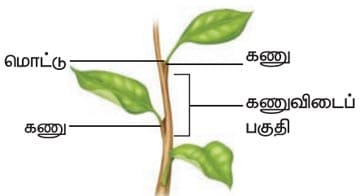 தாவரங்கள் வாழும் உலகம்