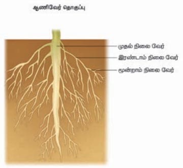 தாவரங்கள் வாழும் உலகம்