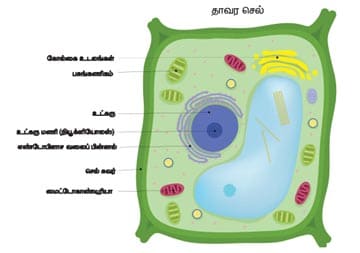 செல் பாட விடைகள்