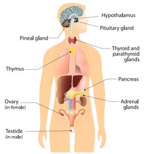 Human Organ systems