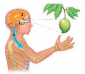 Human Organ systems