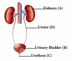 Human Organ systems