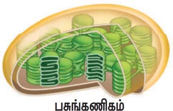 செல் உயிரியல் பாட வினா மற்றும் விடைகள் 2021