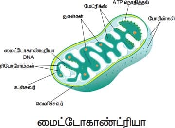 செல் உயிரியல் பாட வினா மற்றும் விடைகள் 2021