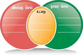 செல் உயிரியல் பாட வினா மற்றும் விடைகள் 2021