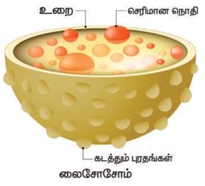செல் உயிரியல் பாட வினா மற்றும் விடைகள் 2021