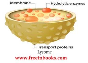 Cell Biology Book Back Solution 2021 - 2022