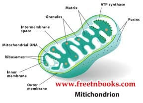 Cell Biology Book Back Solution 2021 - 2022