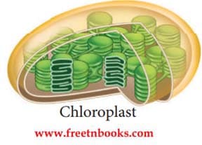 Cell Biology Book Back Solution 2021 - 2022