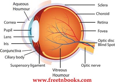 Organisation of Life Book Back Solution