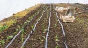 Crop Production and Management Book Back Solution 2021