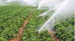 Crop Production and Management Book Back Solution 2021