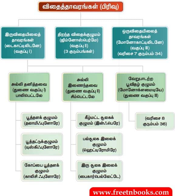 8ஆம் வகுப்பு, அறிவியல் தாவர உலகம் Book Back Solution - 2021
