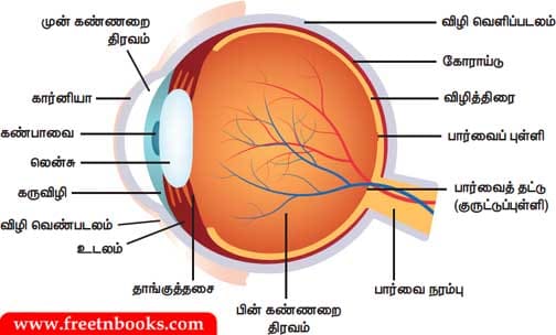 8ஆம் வகுப்பு அறிவியல். உயிரினங்களின் அமைப்பு நிலைகள் Book Back Solution - 2021
