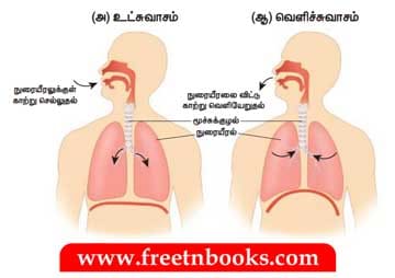 8ஆம் வகுப்பு அறிவியல். உயிரினங்களின் அமைப்பு நிலைகள் Book Back Solution - 2021