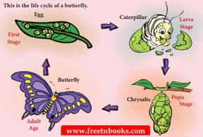 12th Standard English Book Unit 3.2 All the World’s a Stage Book Back Answers