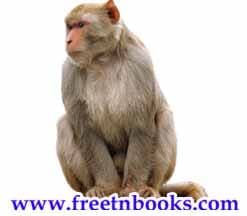 The Wooden Toy - Write a paragraph on Monkey