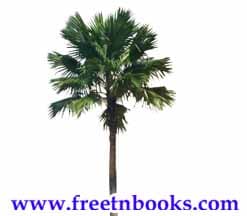 The Wooden Toy - Write a paragraph on Palm tree
