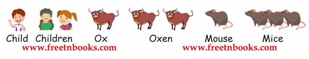 Trip to My Grand Parents Village - Irregular plurals