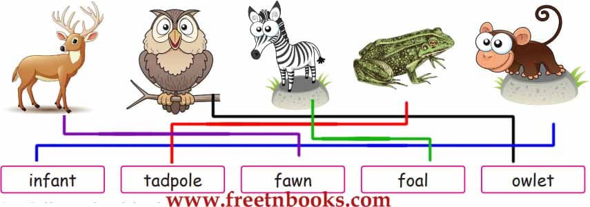 The Monster Tree - Match the animal with its young one
